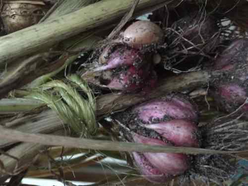 garlic pick